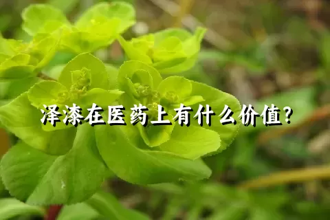 泽漆在医药上有什么价值？