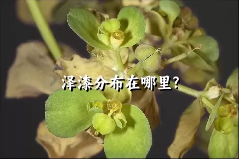 泽漆分布在哪里?