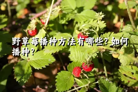 野草莓播种方法有哪些？如何播种？