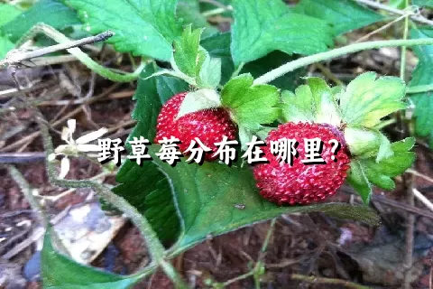 野草莓分布在哪里?