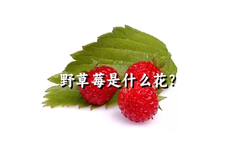 野草莓是什么花？