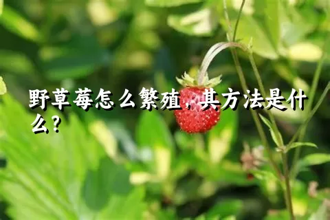 野草莓怎么繁殖，其方法是什么？