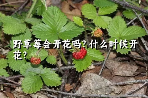 野草莓会开花吗？什么时候开花？