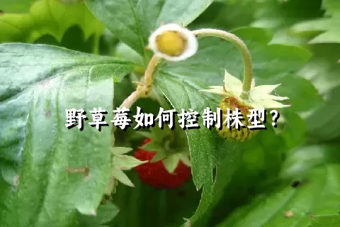 野草莓如何控制株型？