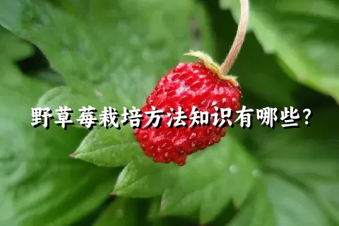 野草莓栽培方法知识有哪些？