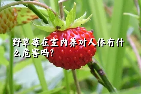 野草莓在室内养对人体有什么危害吗？