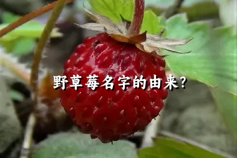 野草莓名字的由来？