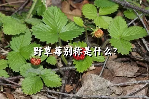 野草莓别称是什么？