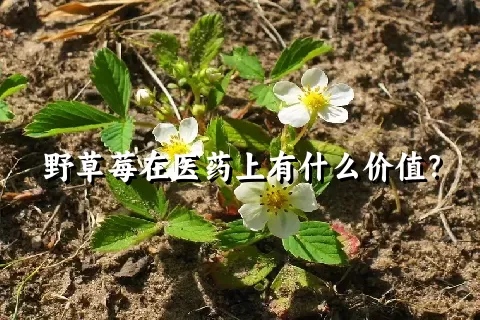 野草莓在医药上有什么价值？