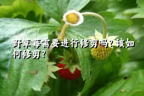 野草莓需要进行修剪吗？该如何修剪？