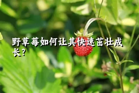 野草莓如何让其快速茁壮成长？