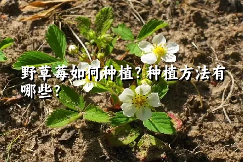 野草莓如何种植？种植方法有哪些？