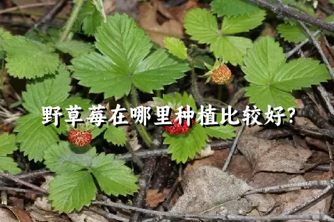 野草莓在哪里种植比较好？