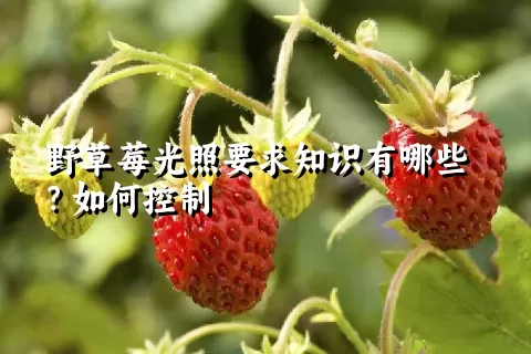 野草莓光照要求知识有哪些？如何控制