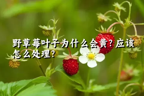 野草莓叶子为什么会黄？应该怎么处理？