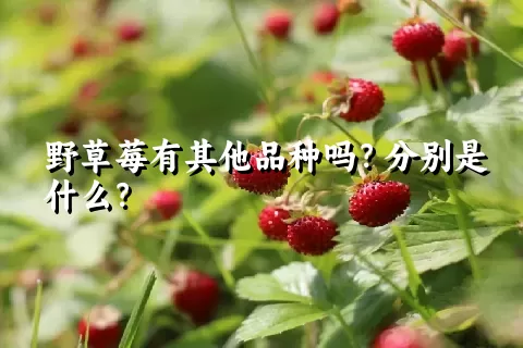 野草莓有其他品种吗？分别是什么？