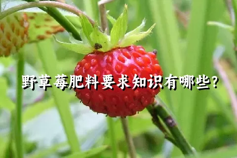 野草莓肥料要求知识有哪些？