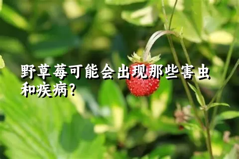 野草莓可能会出现那些害虫和疾病？