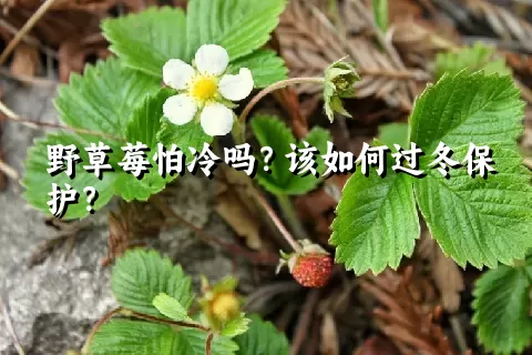 野草莓怕冷吗？该如何过冬保护？