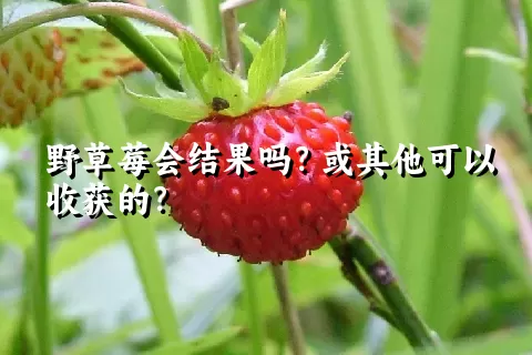 野草莓会结果吗？或其他可以收获的？