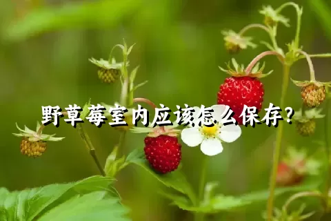 野草莓室内应该怎么保存？