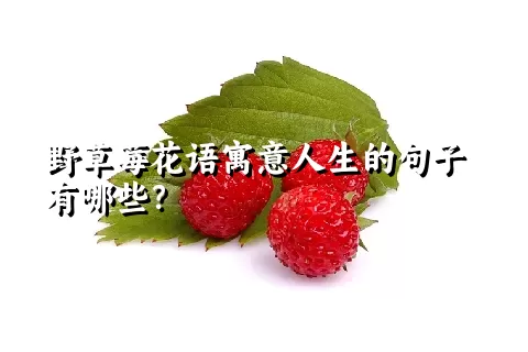 野草莓花语寓意人生的句子有哪些？