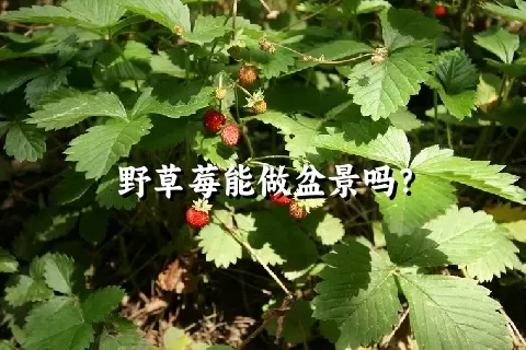 野草莓能做盆景吗？