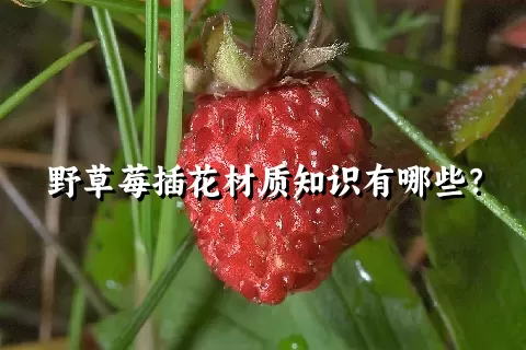 野草莓插花材质知识有哪些？