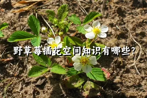 野草莓插花空间知识有哪些？