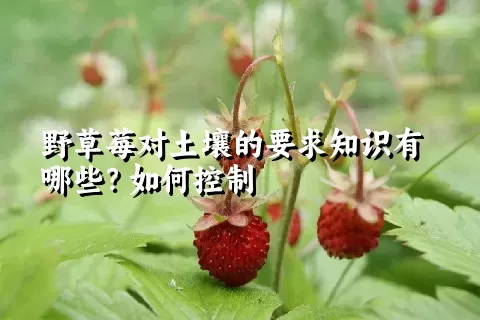 野草莓对土壤的要求知识有哪些？如何控制