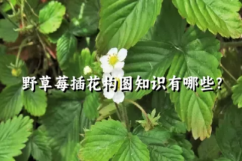 野草莓插花构图知识有哪些？