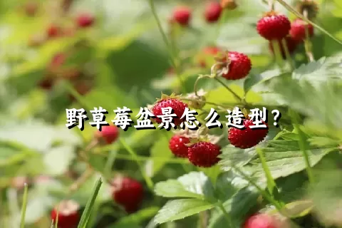 野草莓盆景怎么造型？