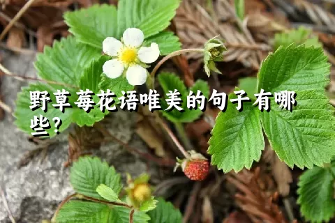 野草莓花语唯美的句子有哪些？