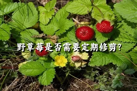 野草莓是否需要定期修剪？