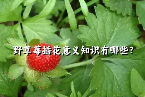 野草莓插花意义知识有哪些？