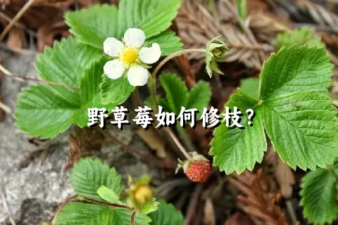 野草莓如何修枝？