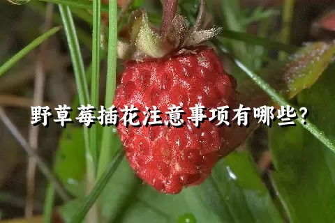 野草莓插花注意事项有哪些？