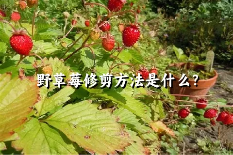 野草莓修剪方法是什么？