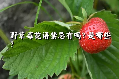 野草莓花语禁忌有吗？是哪些？