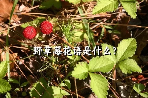 野草莓花语是什么？