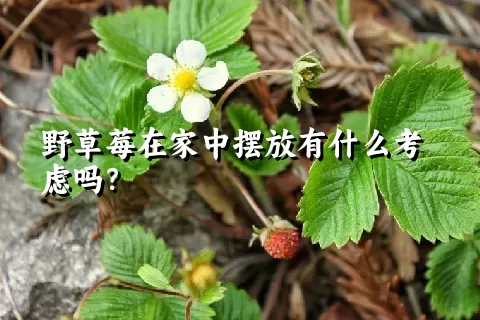 野草莓在家中摆放有什么考虑吗？