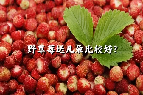 野草莓送几朵比较好？