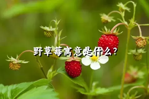 野草莓寓意是什么？