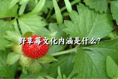 野草莓文化内涵是什么？