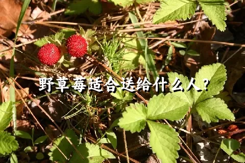 野草莓适合送给什么人？