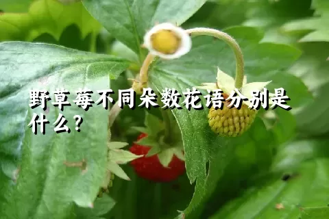 野草莓不同朵数花语分别是什么？