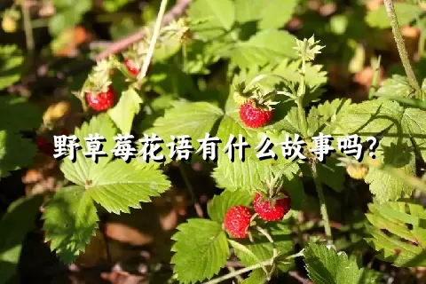 野草莓花语有什么故事吗？