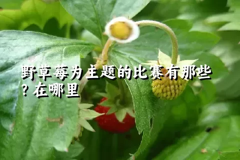 野草莓为主题的比赛有那些？在哪里