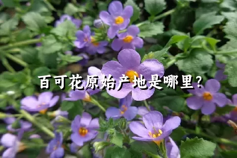 百可花原始产地是哪里？