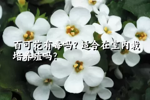 百可花有毒吗？适合在室内栽培养殖吗？